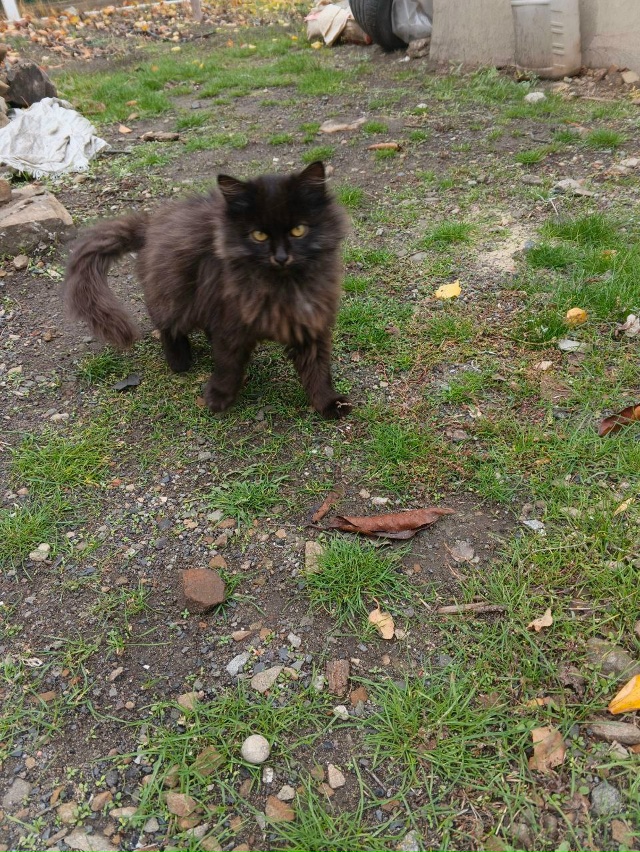 Срочно! Котята ищат дом. 89281084250