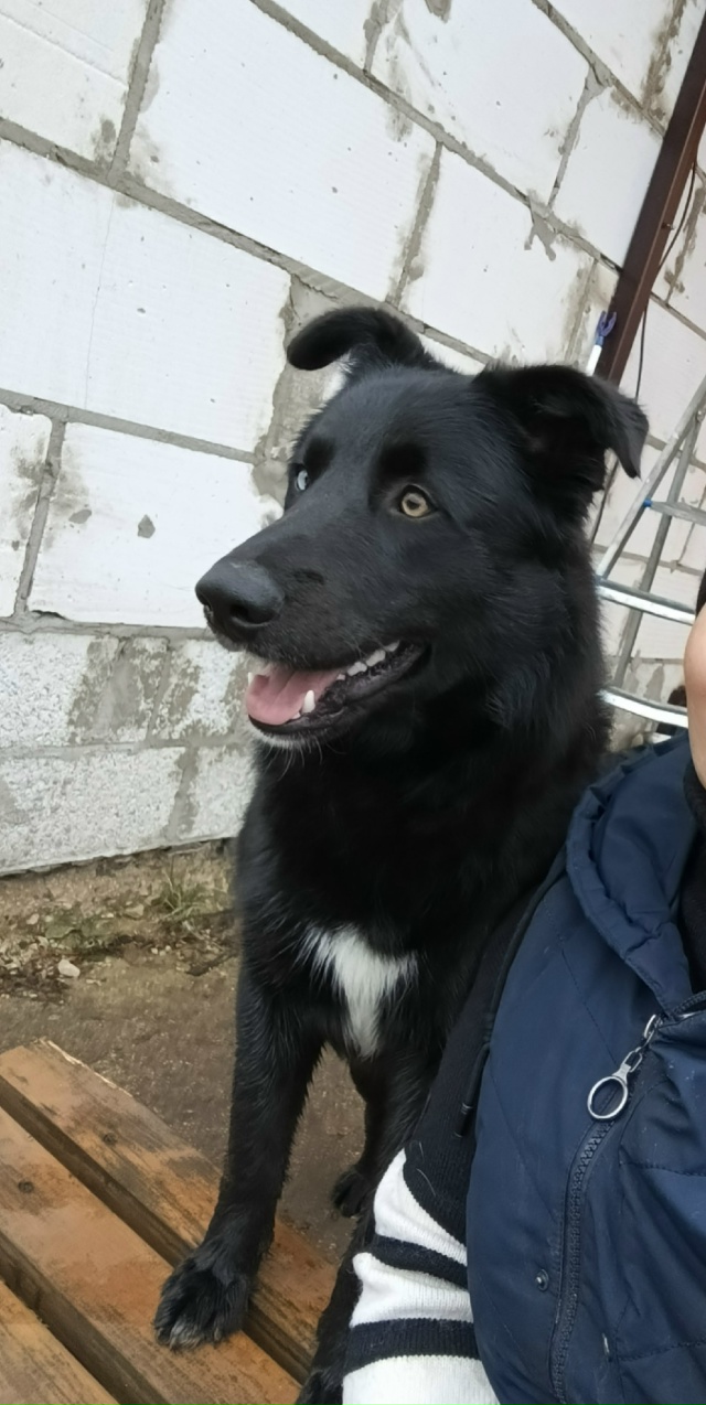 Помоги в поиске нашего члена семьи. Потерялась собака 2...