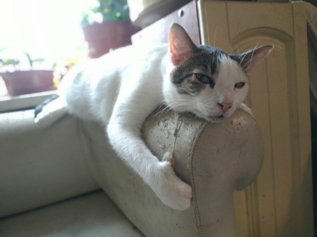 Батон задумался о жизни