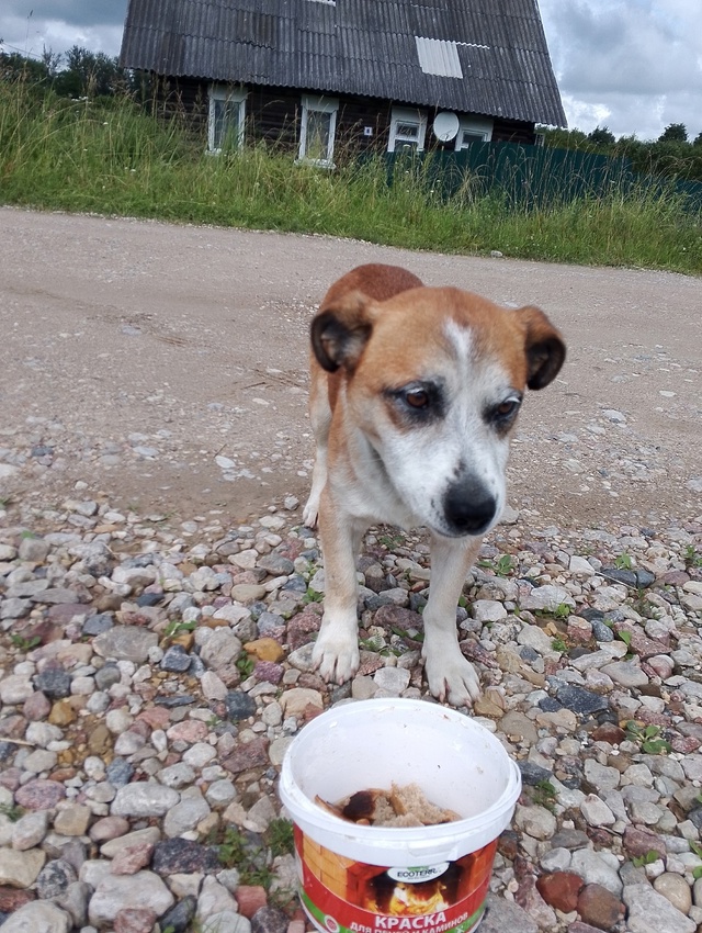 Чья собака , хозяин отзовитесь!?