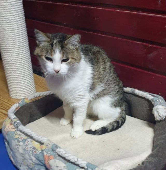 Кошечка МИЛА в поиске любящей семьи❣️️️ 🌨 Даже в с?...