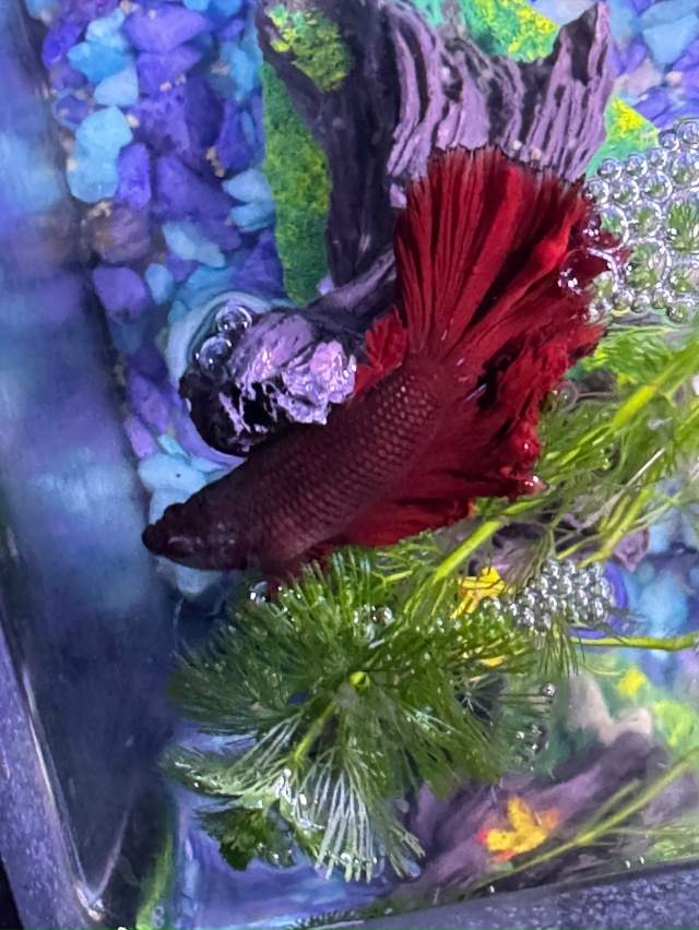 Подарю рыбку-петушка, либо продам с аквариумом 20 литро?...