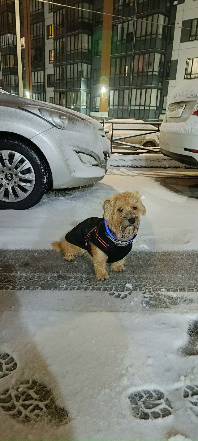 Кто потерял? Сидит возле дома И.Кронштадтского,д.2