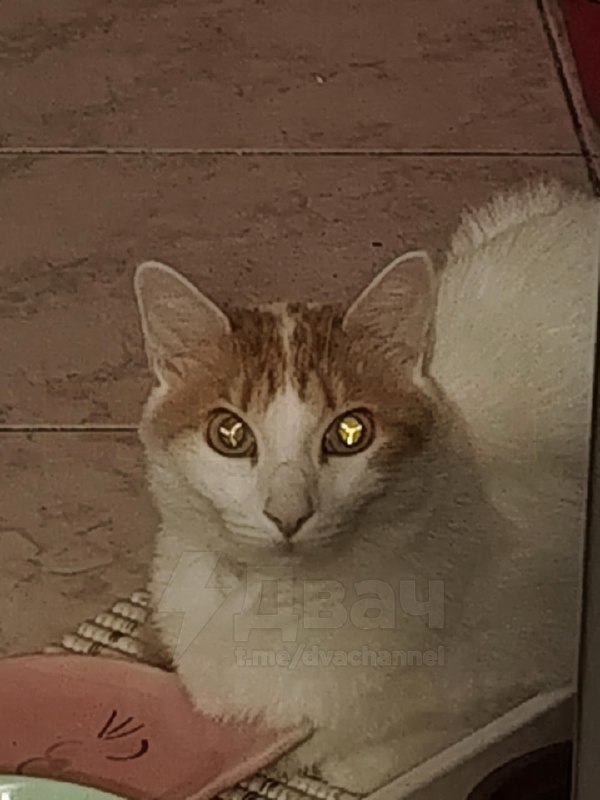 У вашего кота Мангекьё Шаринган
Тян заметила у своей кошки узор в виде буквы Y внутри глаза и решил