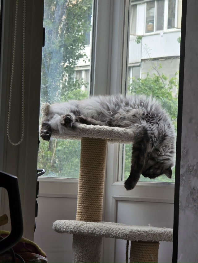 Любимое место для пушистого чилла ?
А где любят чилли?...