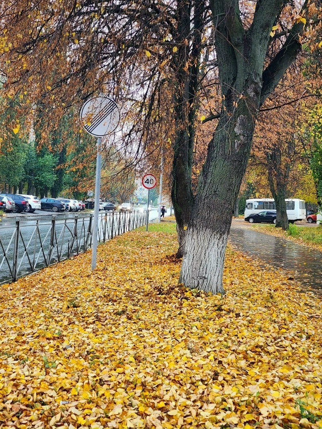 Золотая Осень 🍂