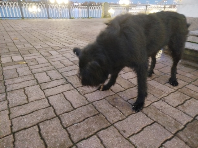 Чей потеряшка бегает на набережной?