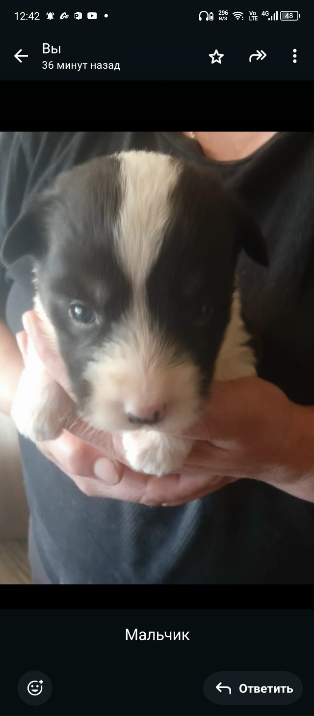 Очаровательные щенки ждут своих новых мам и пап ! Будут...