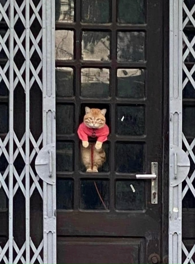 Подсматривающий на районе