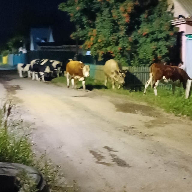 СРОЧНО! 6 августа вечером, по Новостройке на улице Желе?...