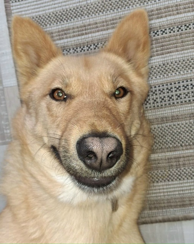 Знакомьтесь — Альф, солнечный пёс с большим сердцем в ?...