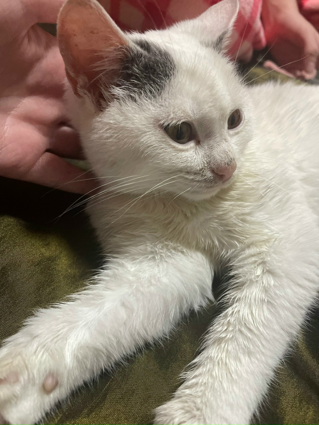 Отдам котенка в добрые руки. Мальчик очень ласковый и и...