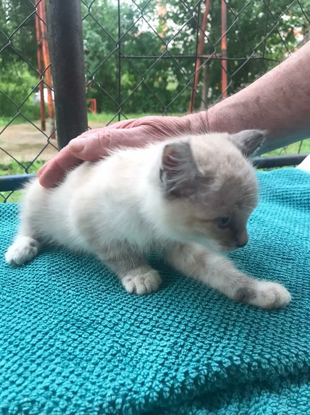 Отдаю тигра с голубыми глазами в Можайске.Тел.8 903 890 77 90 ...