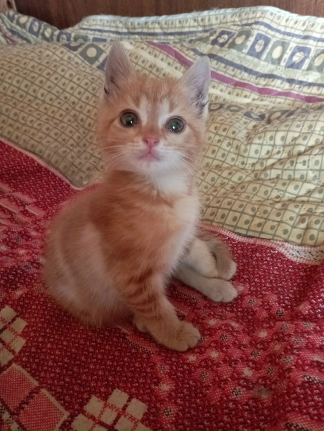 Сима- Серафима, кошечка из канавы, переехала в город. Те...