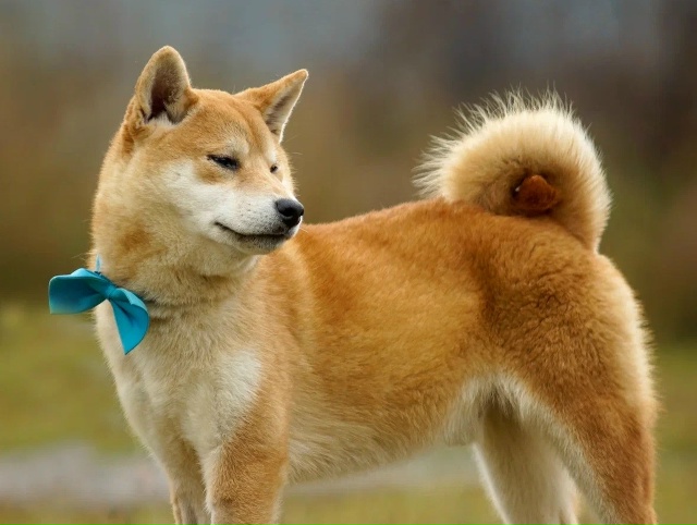 Ищем любящий дом для Доума — очаровательного Сиба Ину ...