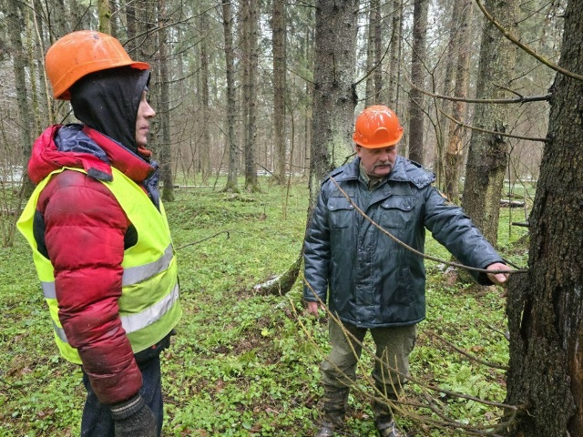 В Можайске очистят более 200 га леса от больных деревьев...