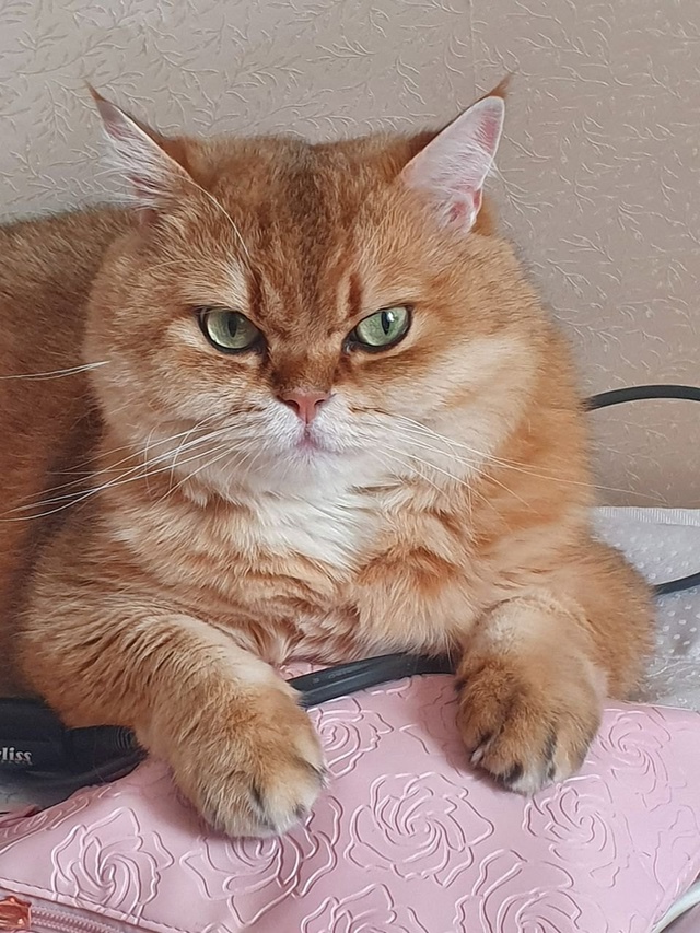 Всё моё! 😻❤
