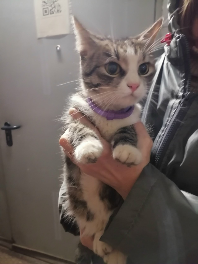 Чья кошечка возле магазина Пятёрочка 1 микрорайон, пищ...