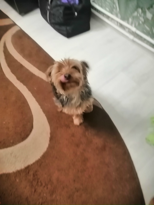 Помогите найти друга ??? Потерялся йокширский терь...