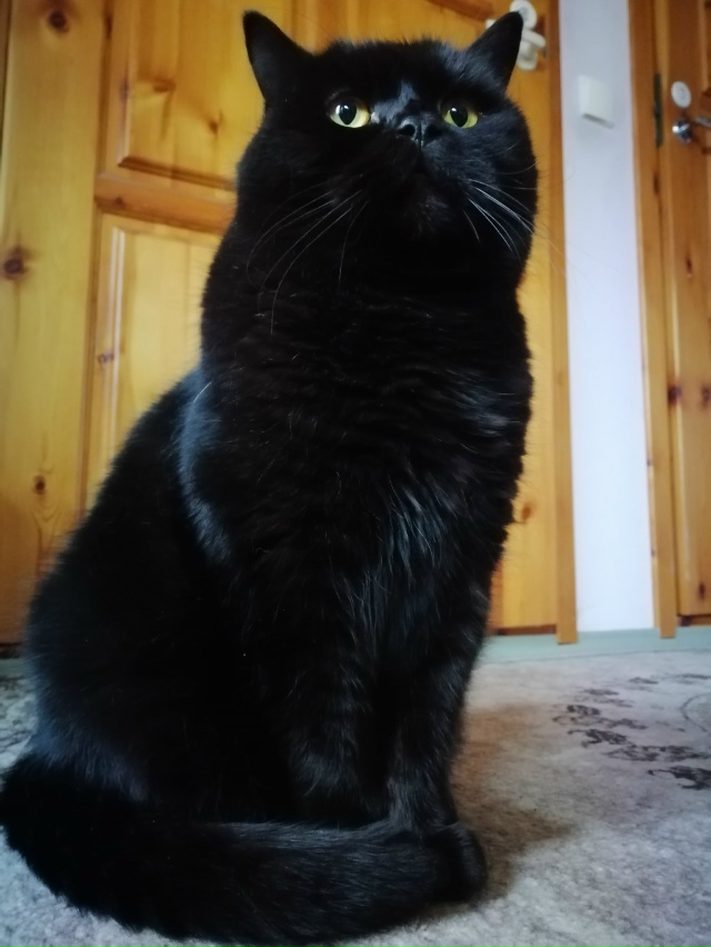 Мои котобоги)
Косыгин (дворянин 9 лет) и
Черномырдин (ин?...