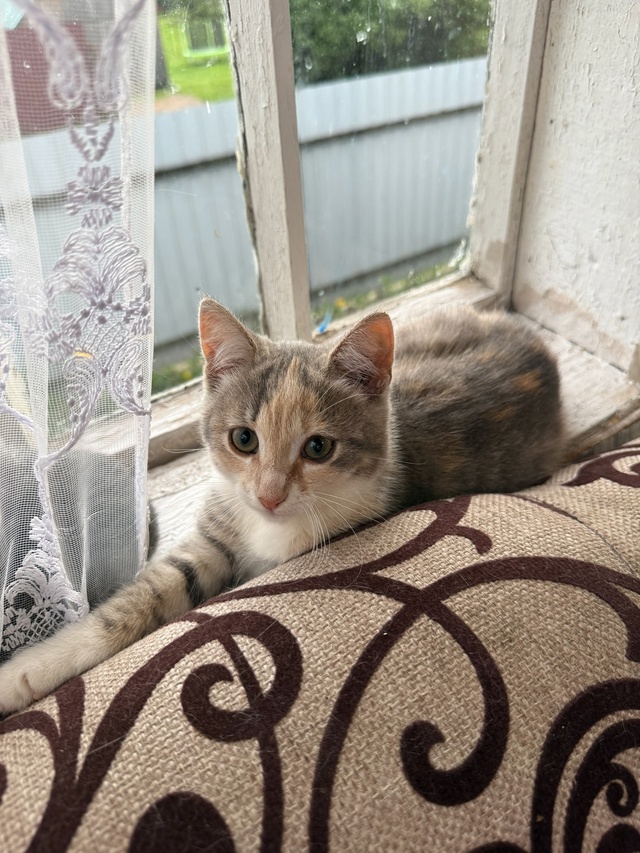 Отдам кошку и кота в хорошие руки, котятам 2 месяца