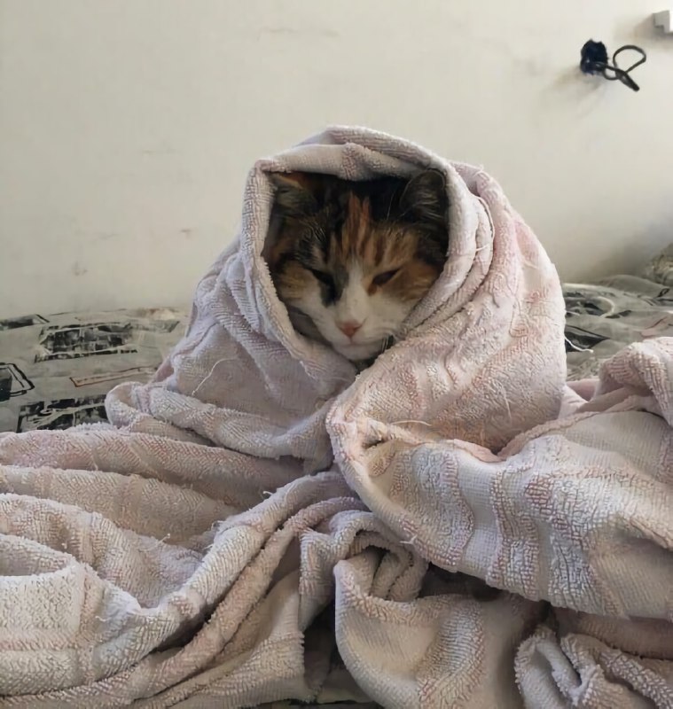 Сегодня отмечается День кутания в пледы