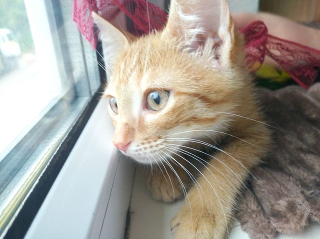🍑 Котёнок Персик ищет любящих хозяев!
Персику сейча?...