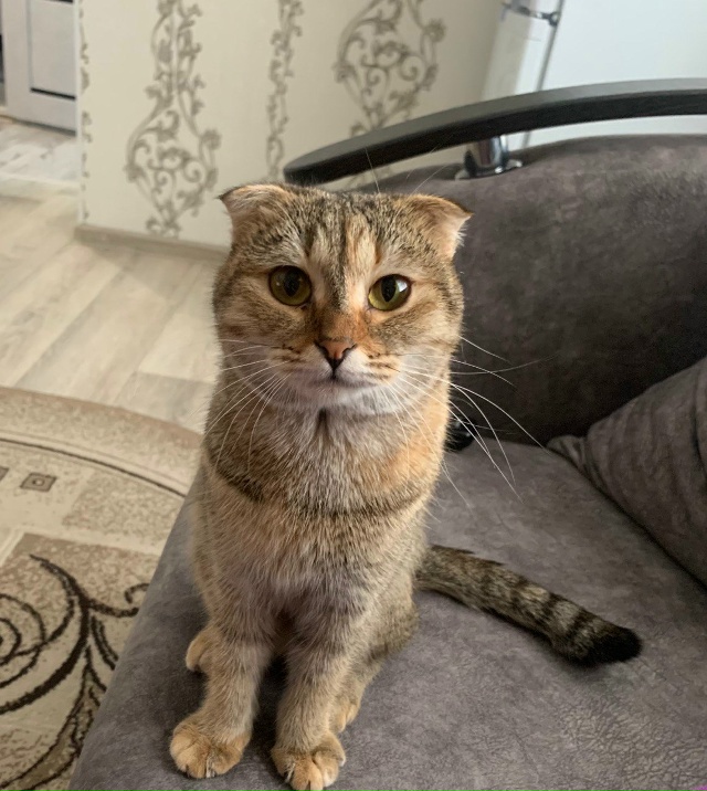 В районе ПМК потерялась кошечка по кличке Муся, если кт...