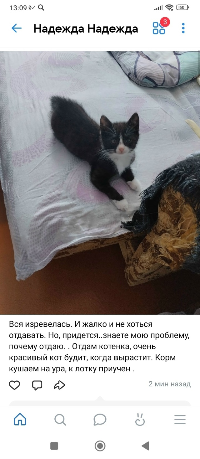 Отдам котенка.Кот.Сейчас на передержке., был выкинутый....