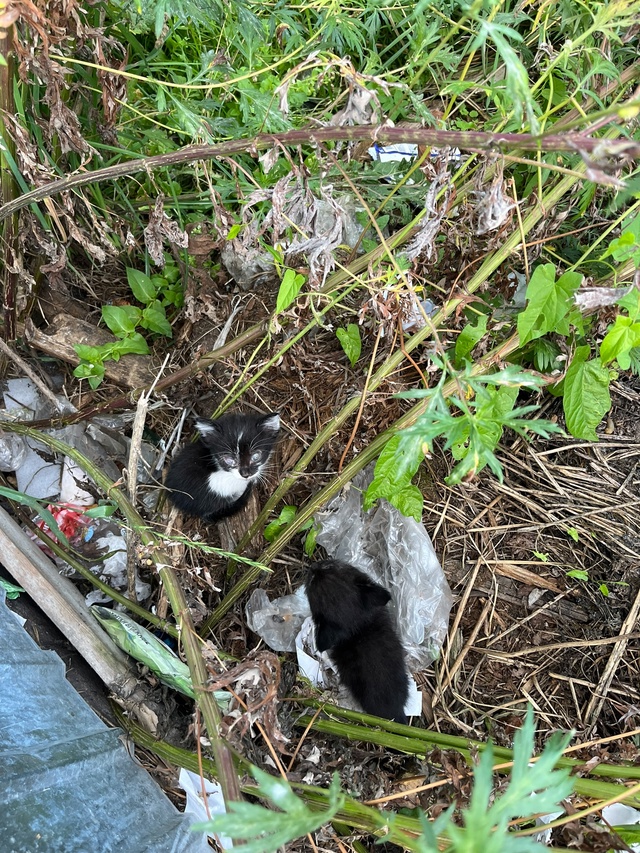 Добрый день! На мусорке ул. Степана Разина (не доезжая Д...