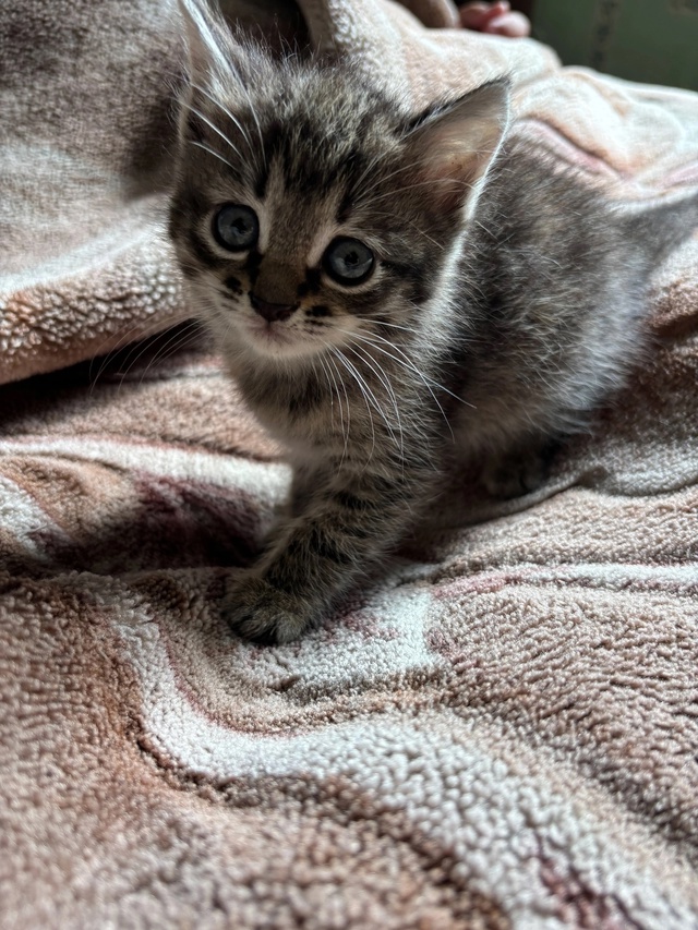 Котенок ищет семью)девочка, где то примерно 1 месяц, пом...