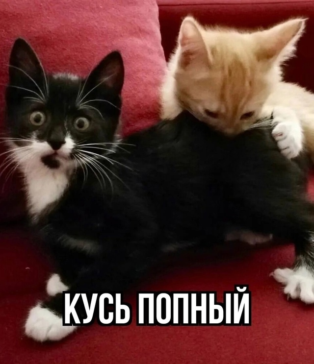 Последний надо назвать: наркоманский кусь