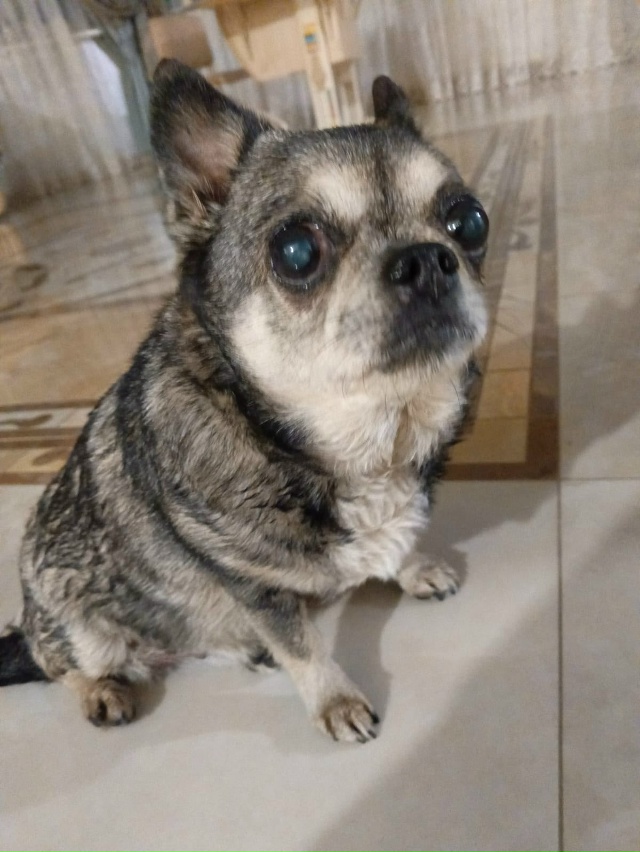 Нашли собаку в районе ТЦ 