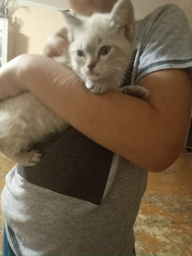 Здравствуйте. Отдам котят в добрые руки. 1 мальчик ,2 дев...