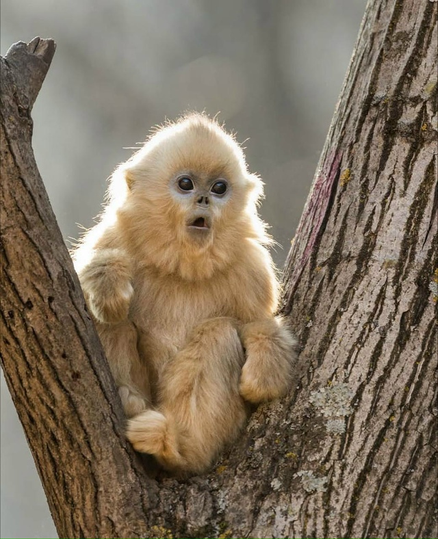 Фотографу посчастливилось запечатлеть редкое и удиви?...