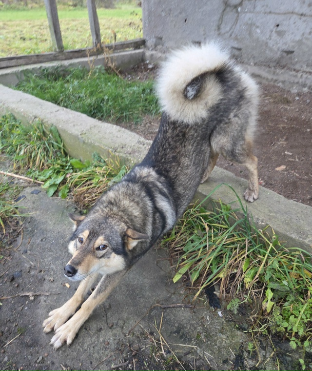 💔 Срочно! Сердце разрывается: Брошенный щенок вырос в ...
