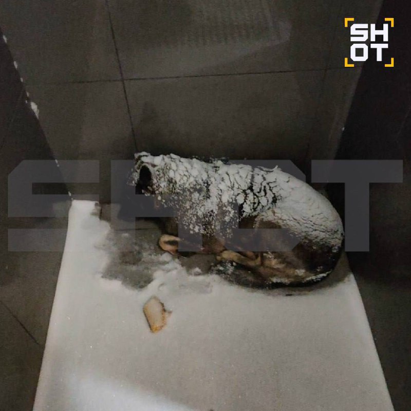 «Додо Пиццу» отменяют по всей России из-за увольнения курьера, который укрыл пледом замёрзшую собаку