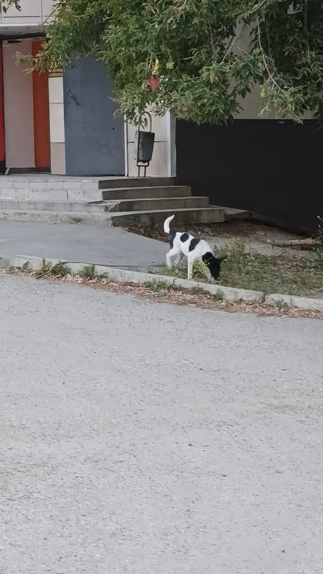 Кто потрерял пёсика, бегает у тц аврова с поводком.