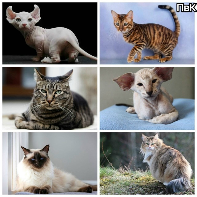 Сегодня отмечают Всемирный день кошек🐱
Разновидност?...