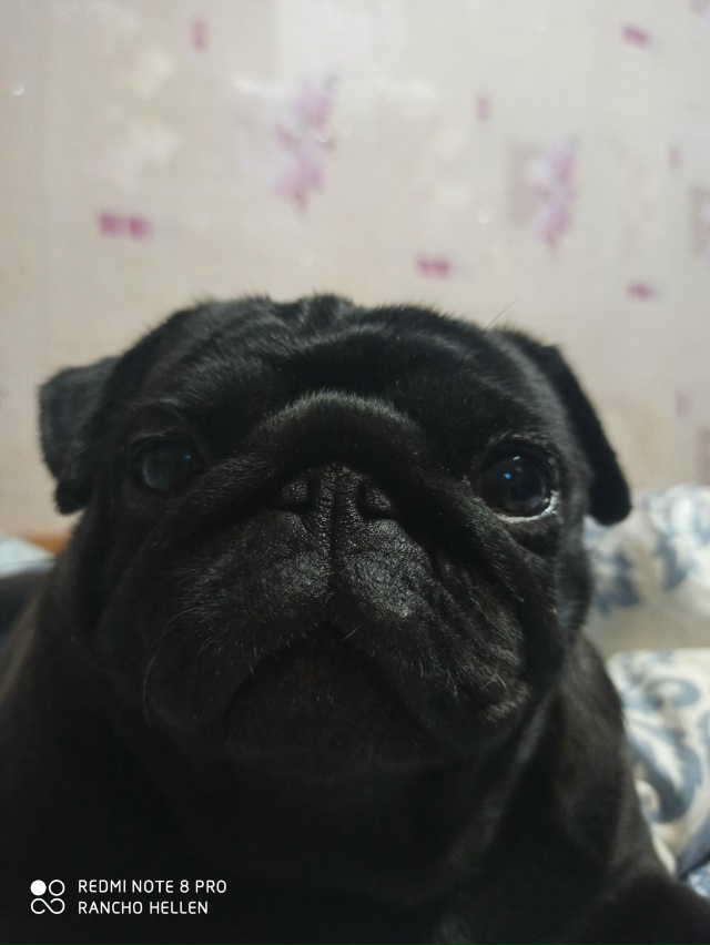 Сафоново, Посёлок, Дорогобуж 🔥
Срочно ищем мальчика д?...