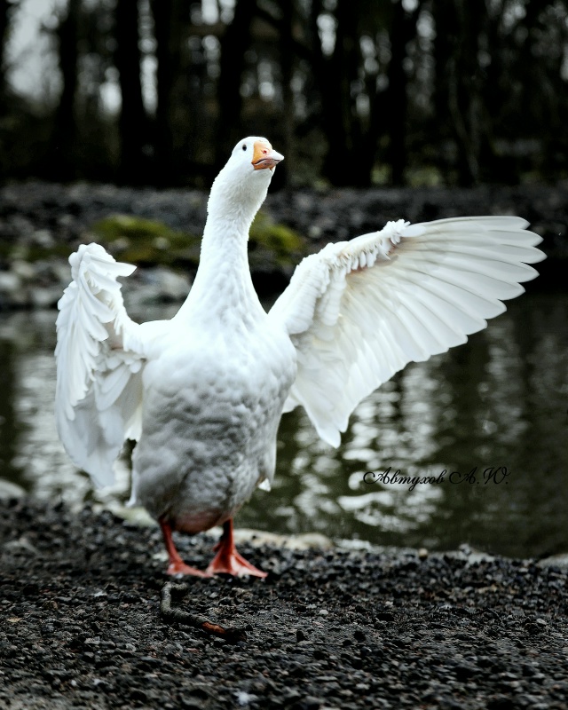 Зима на пороге, а в подмосковном Сафари‑парке — ни нам...