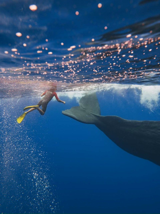 Тимати, Ратмир, Валентина и гигантские киты — невероят...
