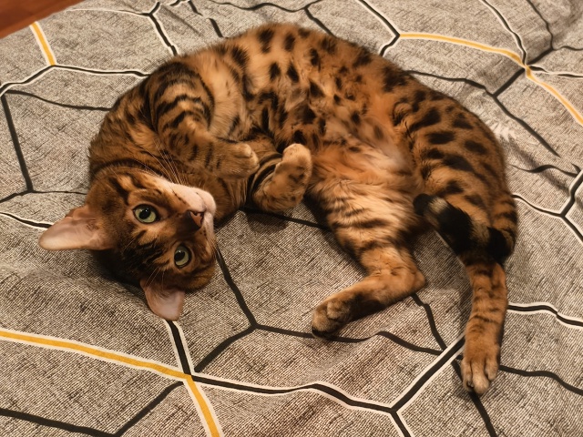 Георг утренний)