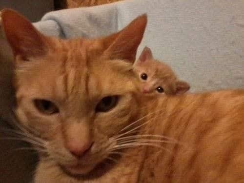 Коты и кошки и их мини-копии)❤