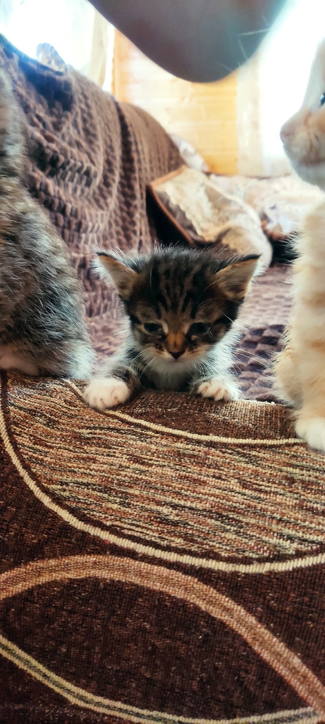 Котятки только в добрые ручки🙂🙂🙂рыженький и черный...