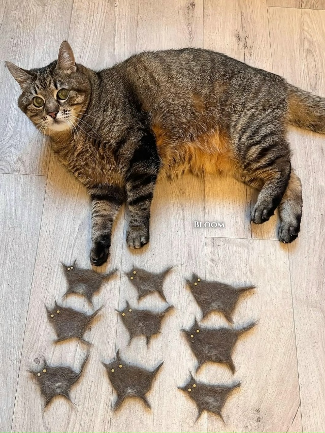 Степан со своими малышами Степанами 😹