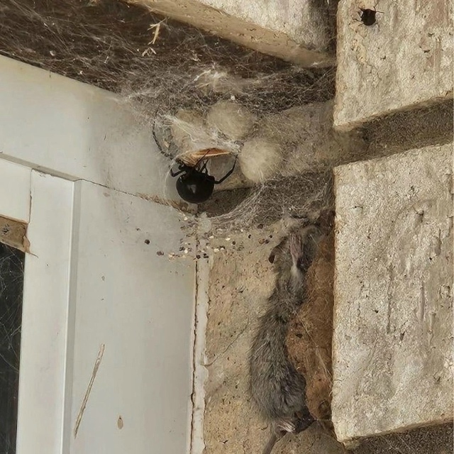 В одном из домов в США житель столкнулся с необычным со...