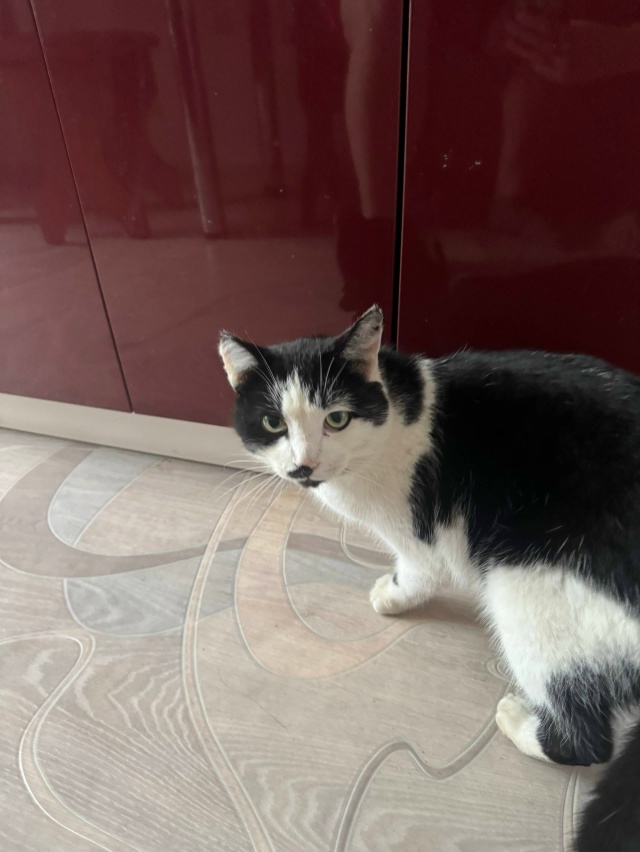 Животные
1. Прошу помощи, потерялась собака-лайка свет?...