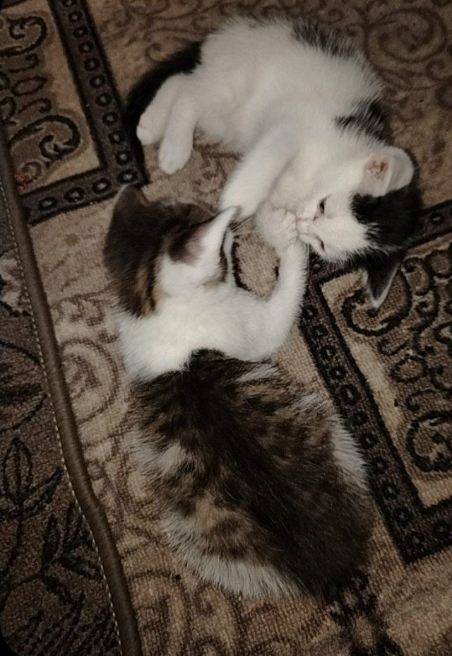 Красивые мальчики ждут своих хозяев 😻
Чёрно-белый и б...