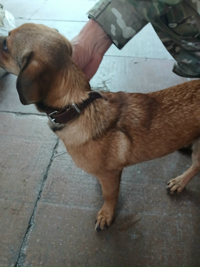 Привязался возле санатория планета, пришлось забрать. ...